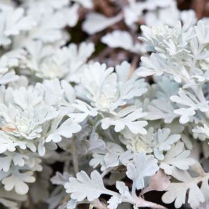 Artemisia stelleriana – Beach Wormwood – Dusty Miller – Mugwort – Sagebrush – Wormwood get a quote