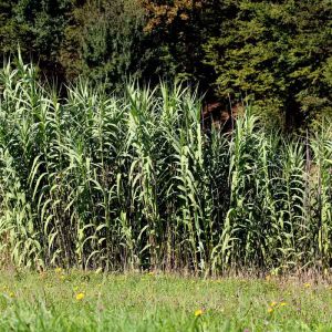 Arundo donax – Giant Reed – get a quote
