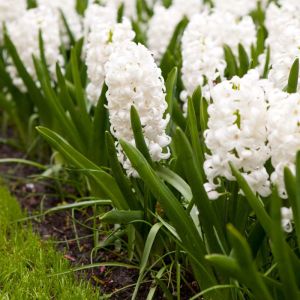 Hyacinthus ‘Innoncence’ – Hyacinth ‘Innoncence’ – get a quote