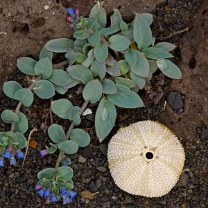 Mertensia echioides – get a quote