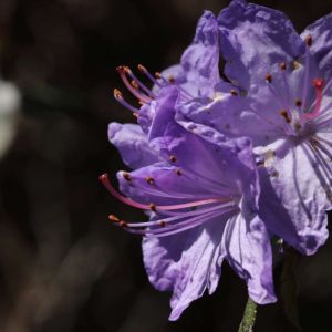 Rhododendron ‘Blue Diamond’ – Azaleas – get a quote