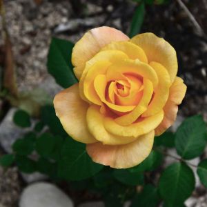 Rosa ‘Glenfiddich’ – Rose ‘Glenfiddich’ get a quote