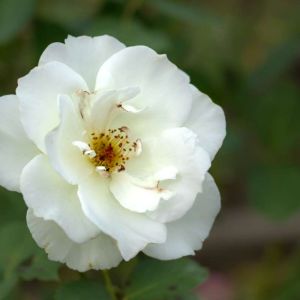 Rosa ‘Iceberg’ – Rose ‘Fee des Neiges’ – Rose ‘Schneewittchen’ – get a quote