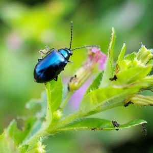 Alder Flea Beetle – Macrohaltica ambiens get a quote