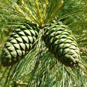 Pinus armandii – Aarmand Pine – Chinese White Pine – David’s Pine – Pine – get a quote