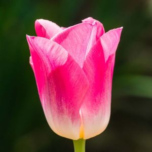 Tulipa ‘Dynasty’ – Tulip ‘Dynasty’ get a quote