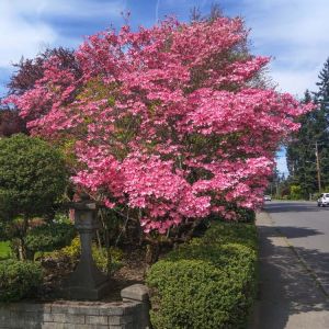 Cornus f. rubra – Pink Flowering Dogwood – Dogwood – get a quote