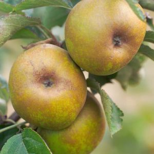 Apple – Ashmeads Kernel Apple tree – Malus get a quote