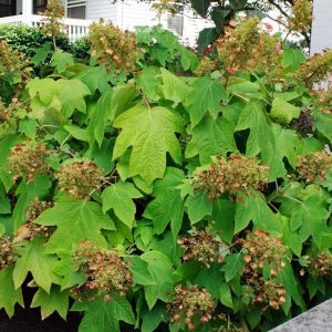 Hydrangea quercifolia ‘Pee Wee’ – Oakleaf hydrangea get a quote