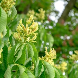 Aesculus flava ‘ Aesculus octandra ‘ Sweet Buckeye ‘ Yellow buckeye – Buckeye ‘ Horse Chestnut get a quote