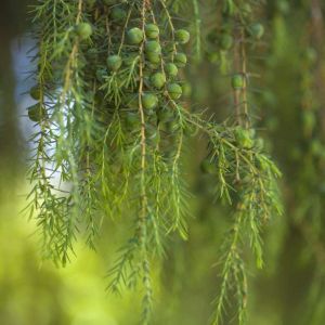 Juniperus cedrus – Canary Island Juniper – Sabina – Juniper get a quote