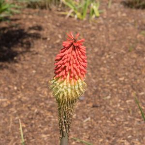 Kniphofia ‘Atlanta’ – Red-hot Poker – Torch Lily – Tritoma – Torch Flower – get a quote