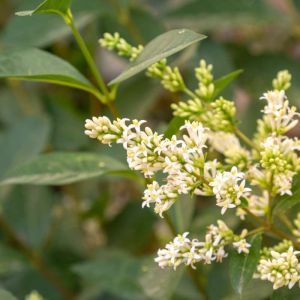 Ligustrum japonicum – Japanese Privet – Privet – get a quote