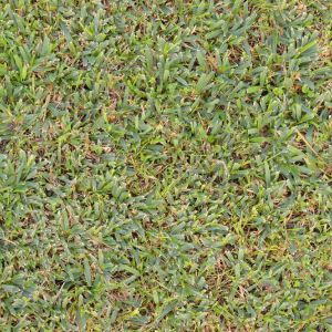 Zoysia japonica – Korean Lawngrass – Japanese Lawngrass get a quote