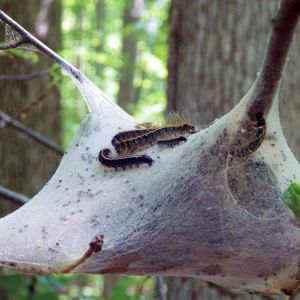 Eastern Tent Caterpillar – Malacosoma americanum get a quote