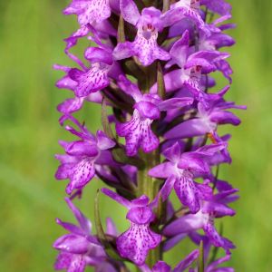 Dactylorhiza – Marsh Orchid – Spotted Orchid – get a quote