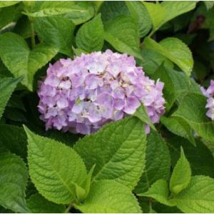 Hydrangea ‘Dooley’ get a quote