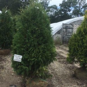 Thuja occidentalis ‘Nigra’ – American arborvitae – Eastern Arborvitae – Platycladus – Arborvitae – Red   Cedar  – White Cedar – get a quote