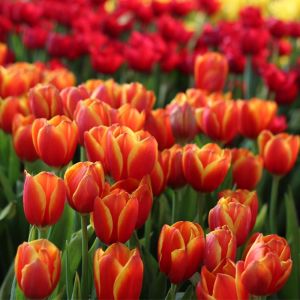 Tulipa ‘Apeldoorn Elites’  – Tulip ‘Apeldoorn Elites’ – Bulbs get a quote