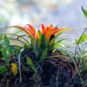 Aechmea recurvata – bromeliad get a quote