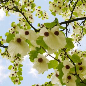 Davidia involucrate – Dove Tree – Ghost Tree – Handerchief Tree – get a quote