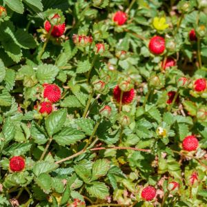 Duchesnea indica – Fragaria indica – Indian Strawberry – Mock Strawberry – Potentilla indica – get a quote