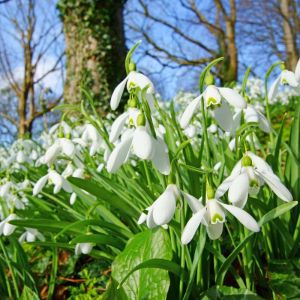 Galanthus nivalis – Common Snowdrop – Snowdrop – get a quote