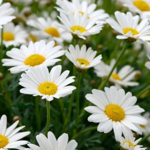 Leucanthemum vulgare – Chrysanthemum leucanthemum – Marguerite – Ox-eye Daisy – Moon Daisy – get a quote