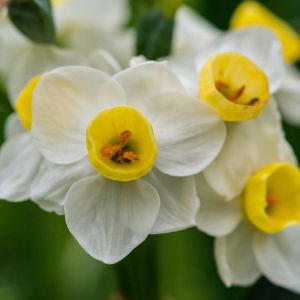 Narcissus ‘Avalanche’ – Daffodil ‘Avalanche’ get a quote