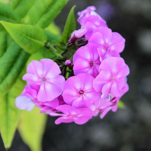 Phlox paniculata ‘Amethyst’  – Garden Phlox get a quote