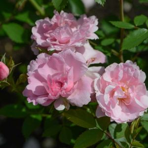 Rosa ‘John Davis’ – Rose ‘John Davis’ get a quote