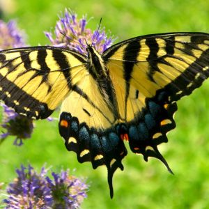 Eastern Tiger Swallowtail – Papilio glaucus get a quote