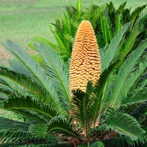 Cycas revoluta – Japanese Sago Palm – Fern Palm – Sago Palm – get a quote