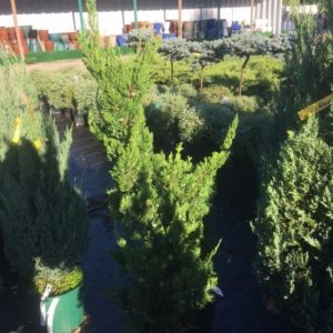 Juniperus squamata ‘Hollywood Juniper’ – Singleseed Juniper – Squamata Juniper- Sabina – Juniper get a quote