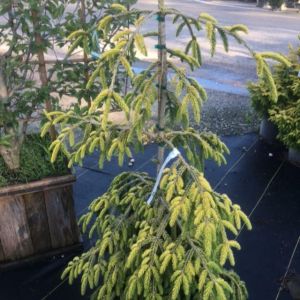 Picea orientalis ‘Orient Skylands’ – Orient Skylands Spruce – get a quote