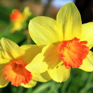 Narcissus ‘Suzy’ – Daffodil ‘Suzy’ get a quote