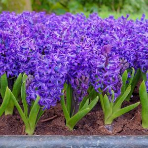 Hyacinthus ‘Blue Jacket’ – Hyacinth – bulb get a quote