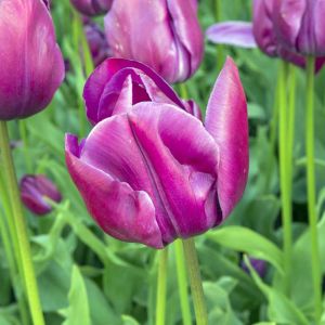 Tulipa ‘Caravelle’ – Tulip ‘Caravelle’ get a quote