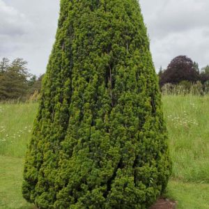 Taxus x media ‘Hatfieldii’ – Anglo-Jap – Hybrid Yew get a quote
