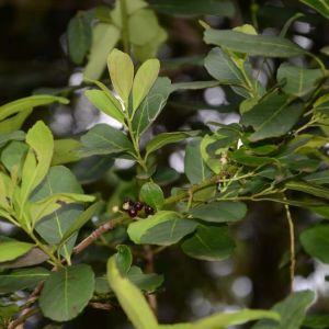 Ilex glabra ‘Compacta’ – Gallberry – Inkberry – Holly – get a quote