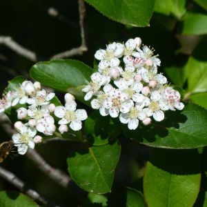 Aronia arbutifolia – Red Chokeberry – Amelanchier – Chokeberry get a quote
