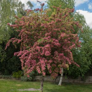 Crataegus laevigata ‘Crimson Cloud’ – Crataegus oxyacantha of gardens – English Hawthorn – Quick Set Hawthorn – White Thorn – Midland Hawthorn- Hawthorn – May – get a quote