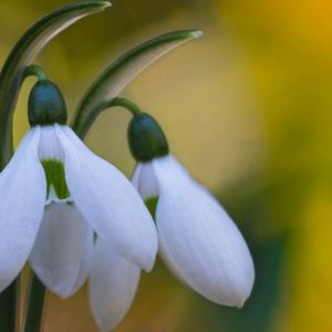 Galanthus ikariae – Galanthus latifolius of gardens – Snowdrop – get a quote