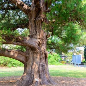 Juniperus bermudiana – Bermuda Cedar – Sabina – Juniper get a quote