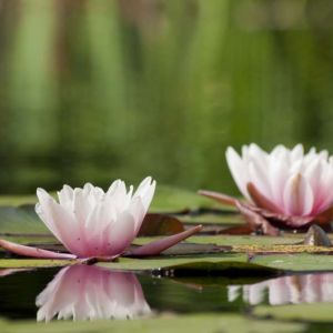 Nymphaea ‘Colorado’ – Waterlily – get a quote