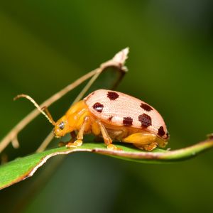 Squash Beetle – Epilachna borealis get a quote