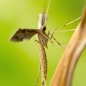 Artichoke Plume Moth – Platypilia carduidactyla get a quote