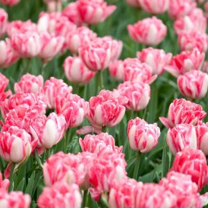 Tulipa ‘Foxtrot’ – Tulip ‘Foxtrot’ get a quote