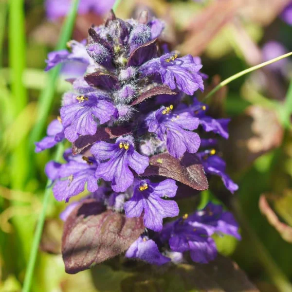 Ajuga ‘Bronze Beauty’ – Bugleweed ‘Bronze beauty’ – get a quote