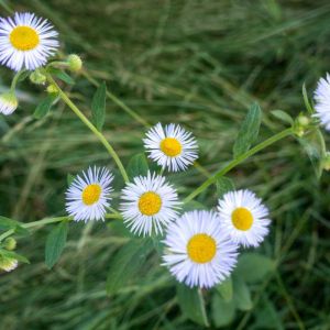 Erigeron philadelphicus – Fleabane – get a quote